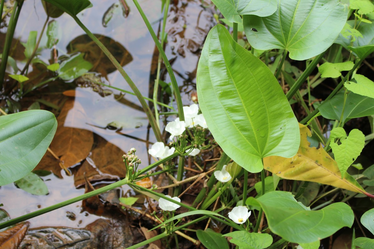 Alismataceae